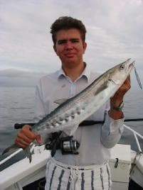 Mackerel caught vertical spinning a Lazer