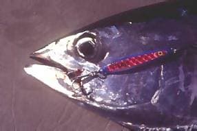 Longtail tuna caught on a Lazer