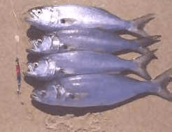 Tailor caught on a Lazer metal lure